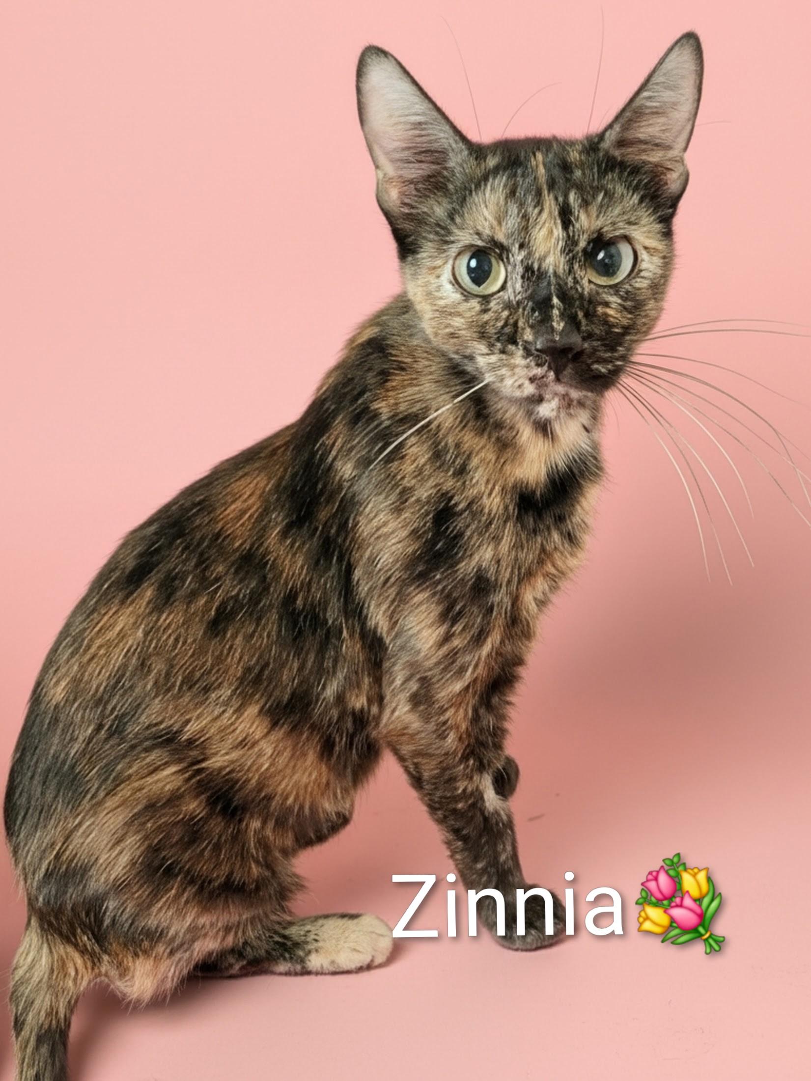 Enlarge Zinnia, a ADOPTABLE Domestic Short Hair in Las Vegas, NV image 2/2
