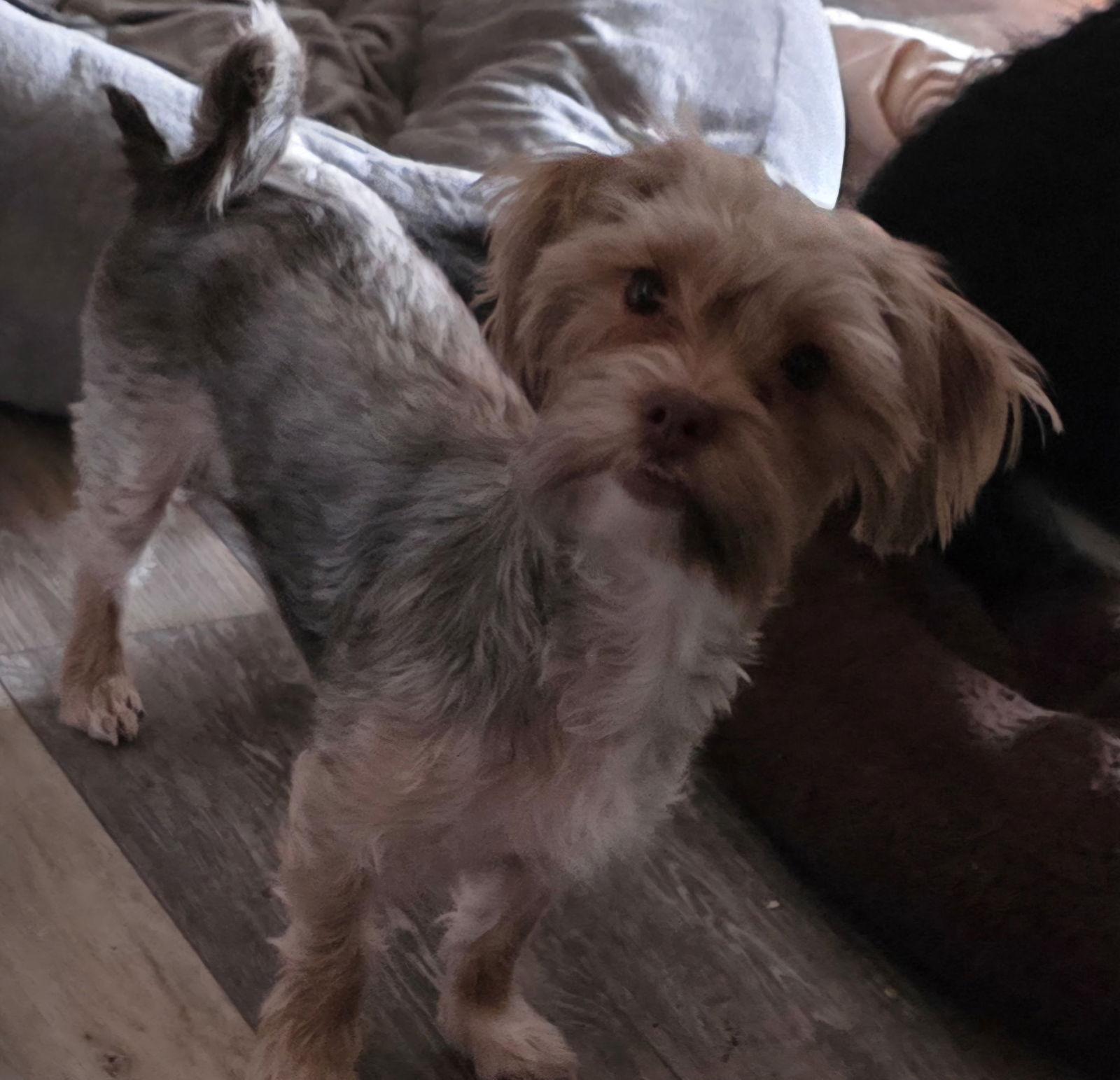 Pippi, Adoptable, Young Female Maltese & Yorkshire Terrier.