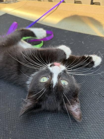 Zorro, Adoptable, Adult Female Domestic Short Hair & Domestic Short Hair.