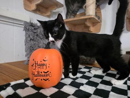Enlarge Zorro, a Adoptable mixed breed in Berwick, PA image 2/2