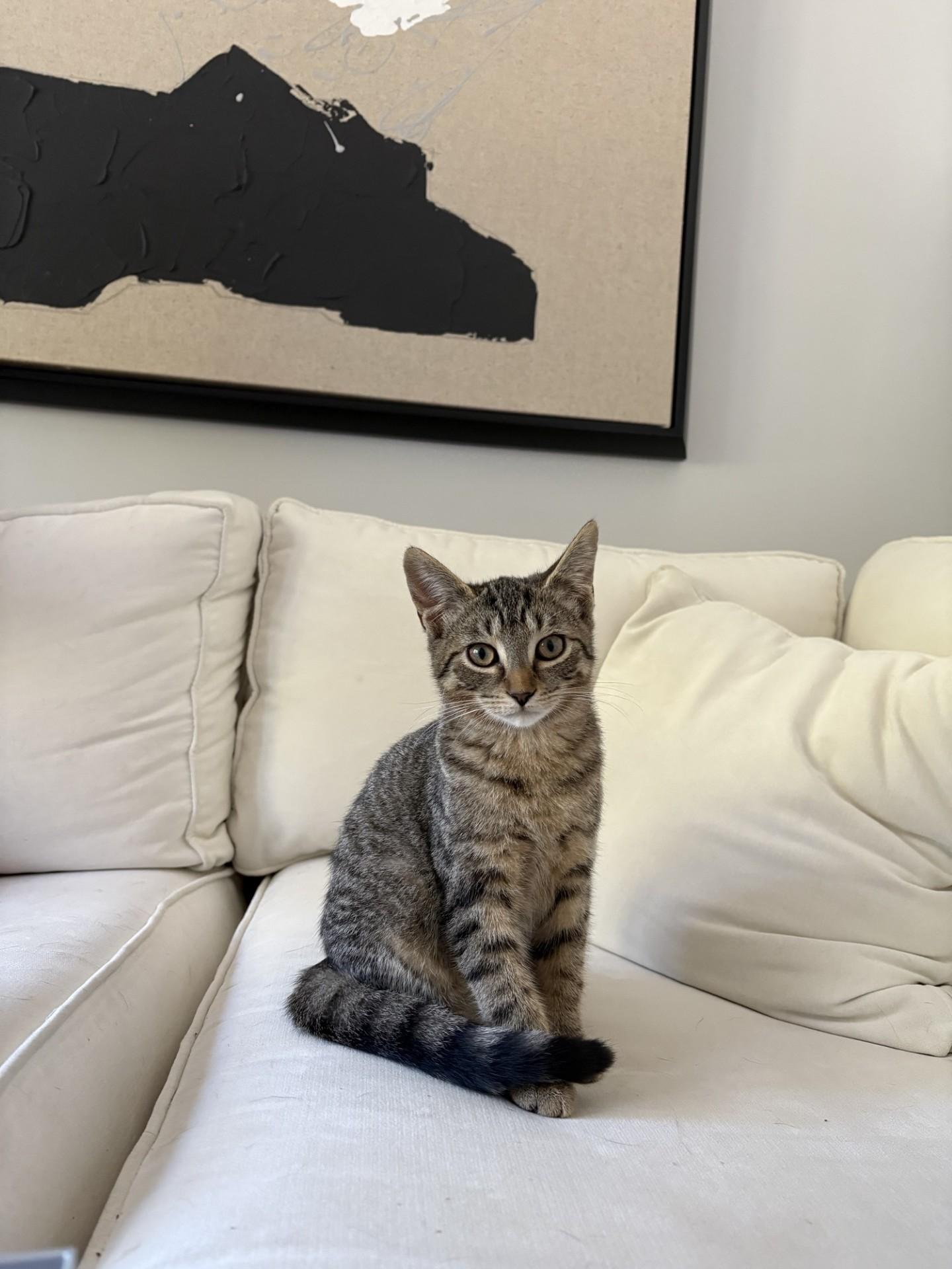 GINA, ADOPTABLE, Young Female Tabby.