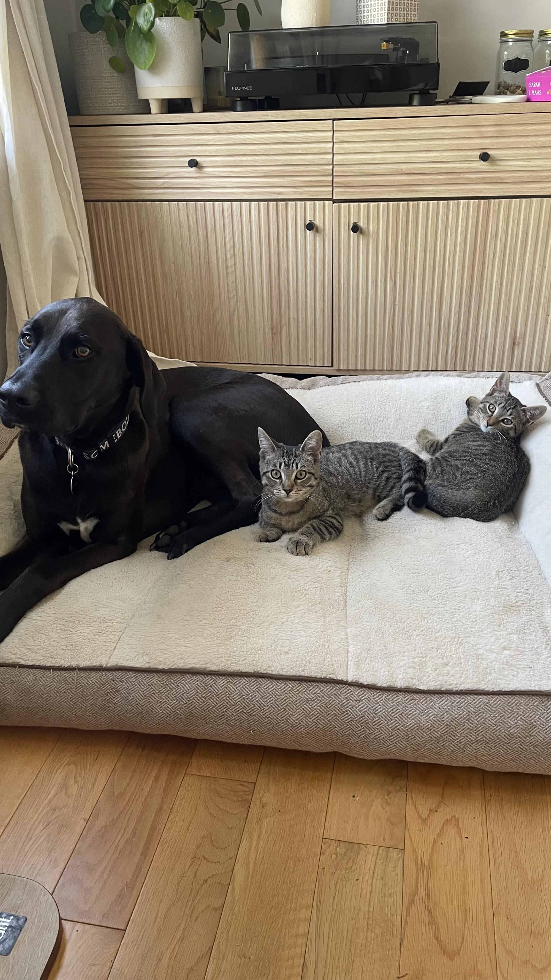 Enlarge GINA, a ADOPTABLE Tabby in Niagara on the Lake, ON image 2/3