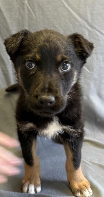 Bailey, ADOPTABLE, Young Female German Shepherd Dog.