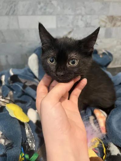 Luna, a Adoptable mixed breed in Pearland, TX image 3/6