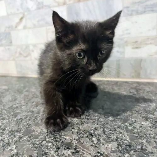Luna, a Adoptable mixed breed in Pearland, TX image 5/6