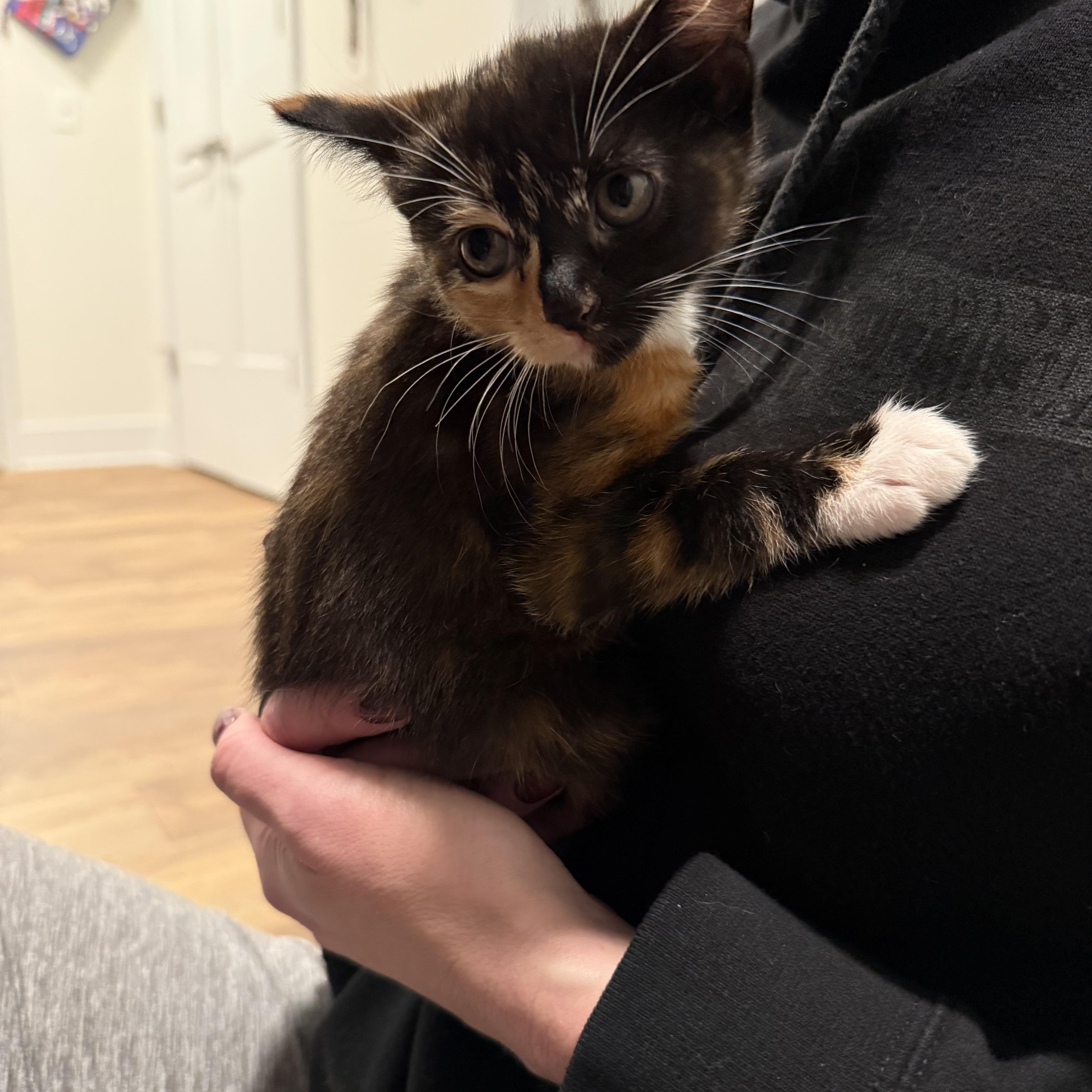 Enlarge Pepe , an adopted Domestic Short Hair in Washington, DC image 1/6