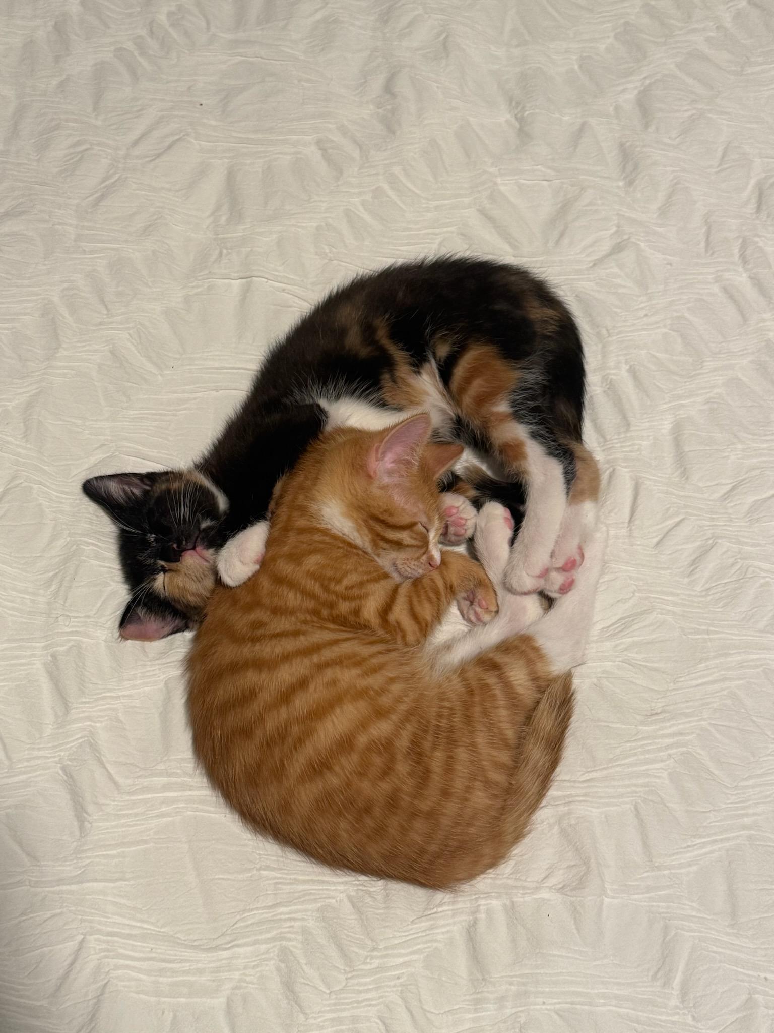 Enlarge Pepe , an adopted Domestic Short Hair in Washington, DC image 6/6