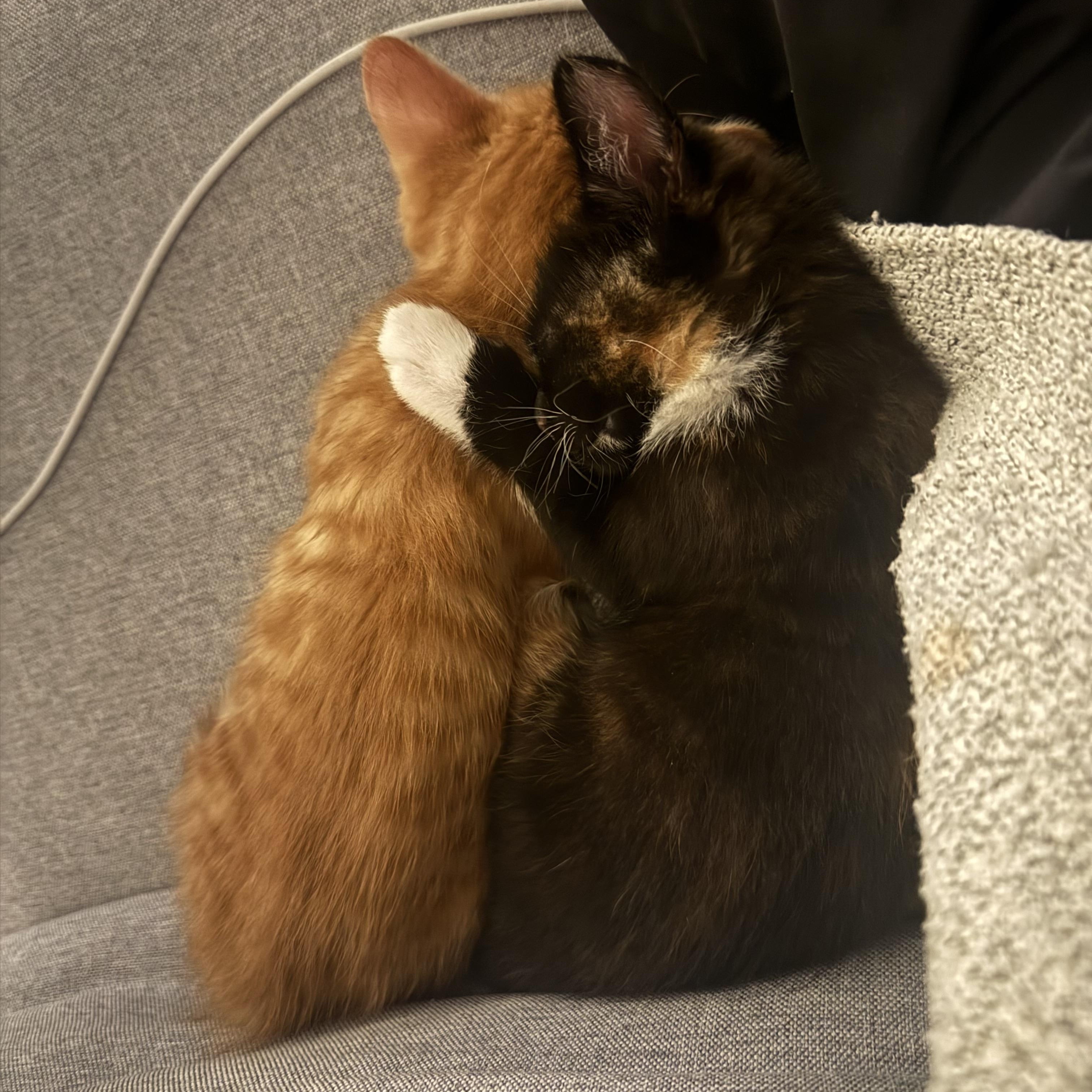 Enlarge Pepe , an adopted Domestic Short Hair in Washington, DC image 5/6