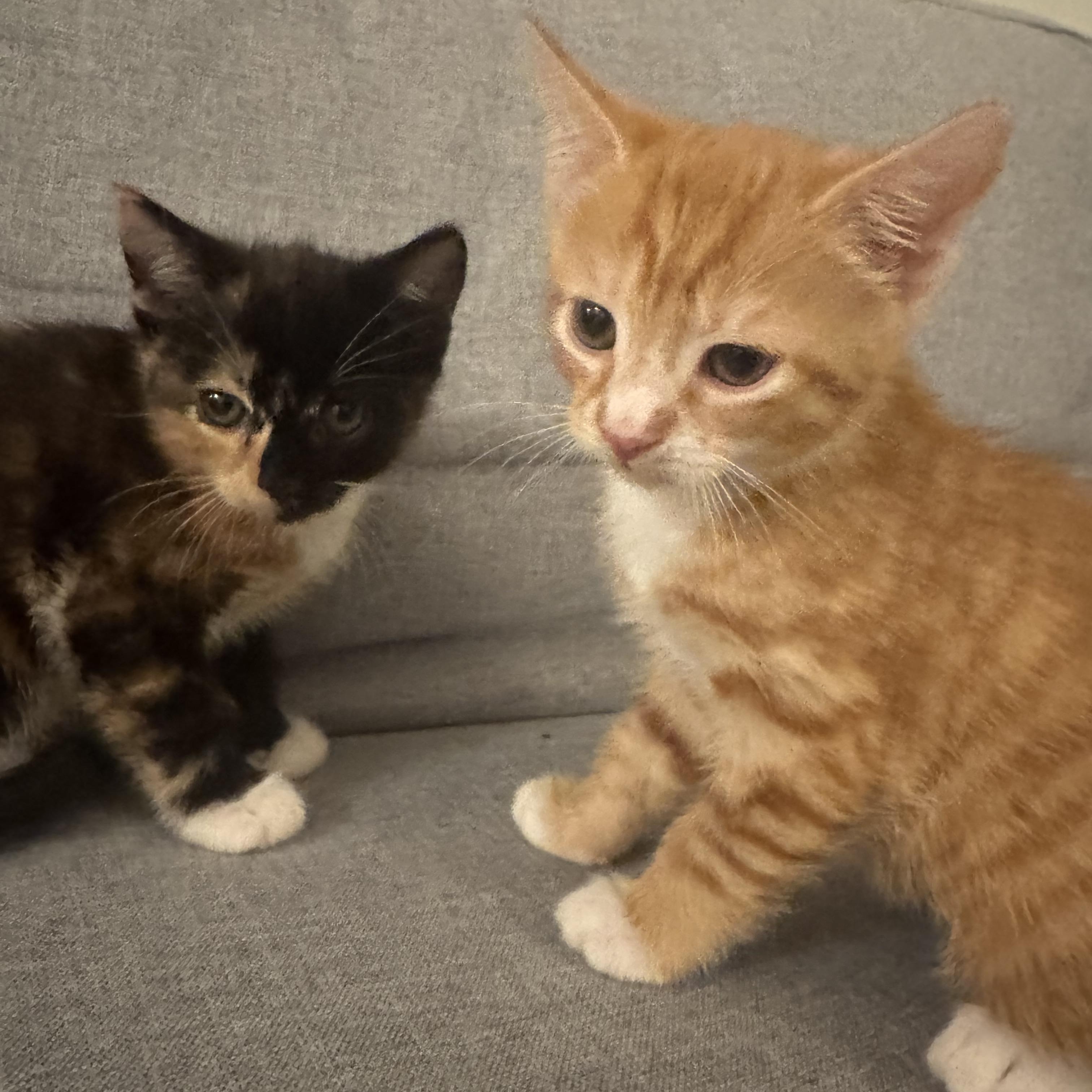 Enlarge Pepe , an adopted Domestic Short Hair in Washington, DC image 3/6