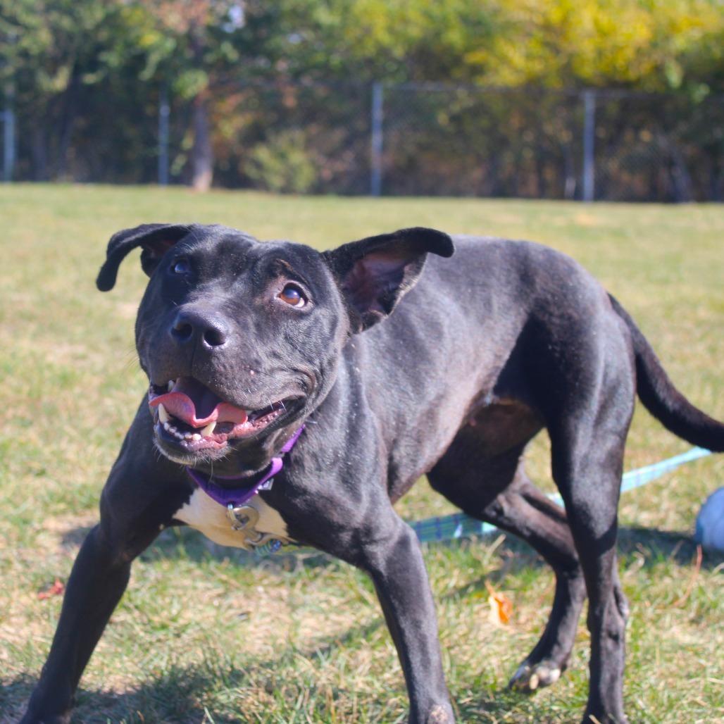 Tara, Adoptable, Young Female Pit Bull Terrier.