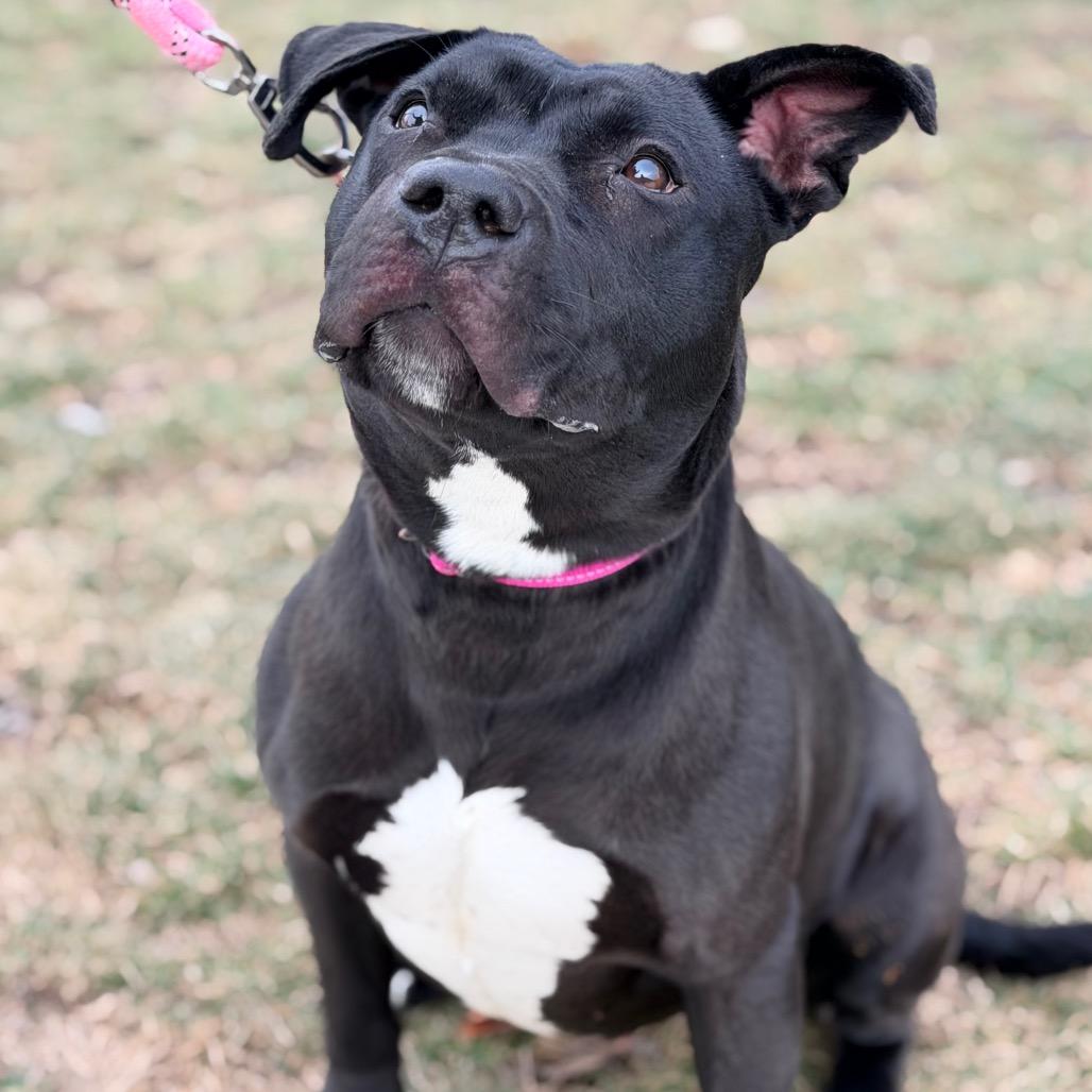 Enlarge Tara, a Adoptable Pit Bull Terrier in Champaign, IL image 2/6