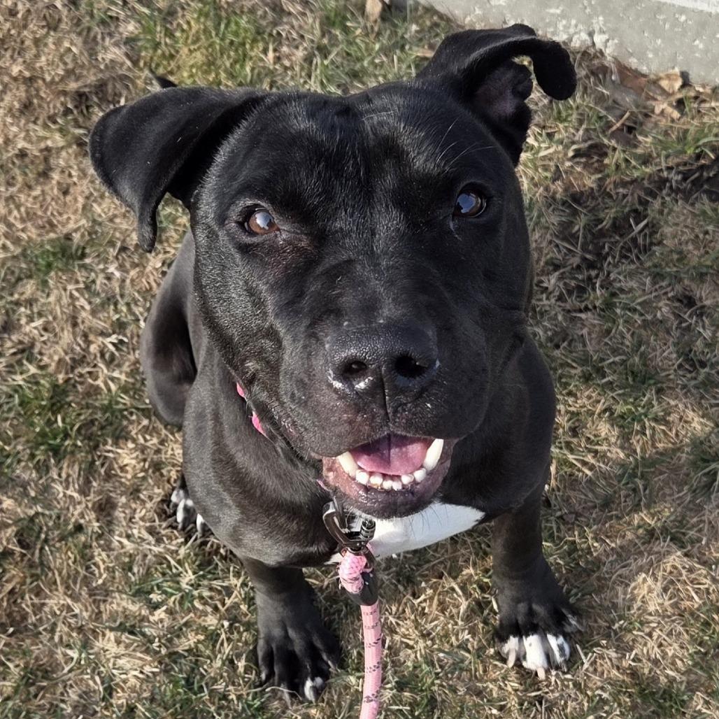 Enlarge Tara, a Adoptable Pit Bull Terrier in Champaign, IL image 2/6