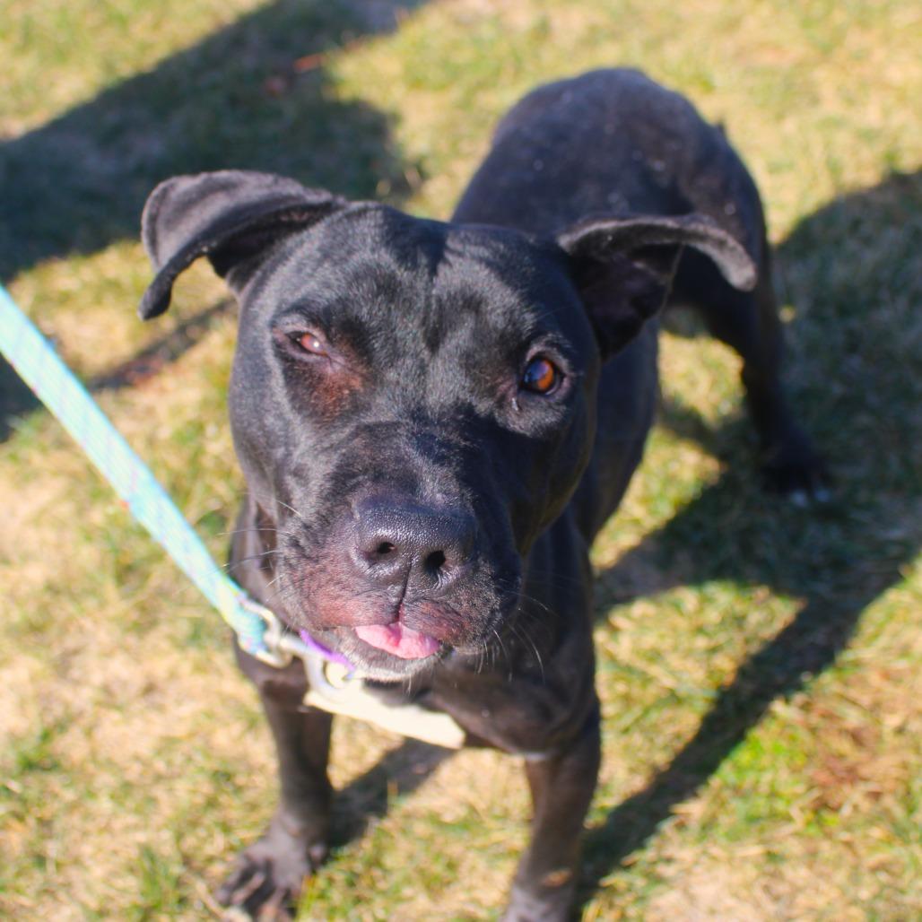 Enlarge Tara, a Adoptable Pit Bull Terrier in Champaign, IL image 3/6