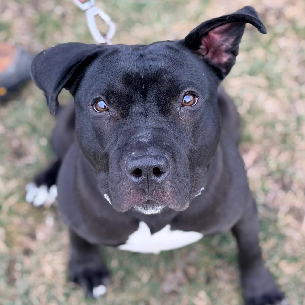 Enlarge Tara, a Adoptable Pit Bull Terrier in Champaign, IL image 4/6