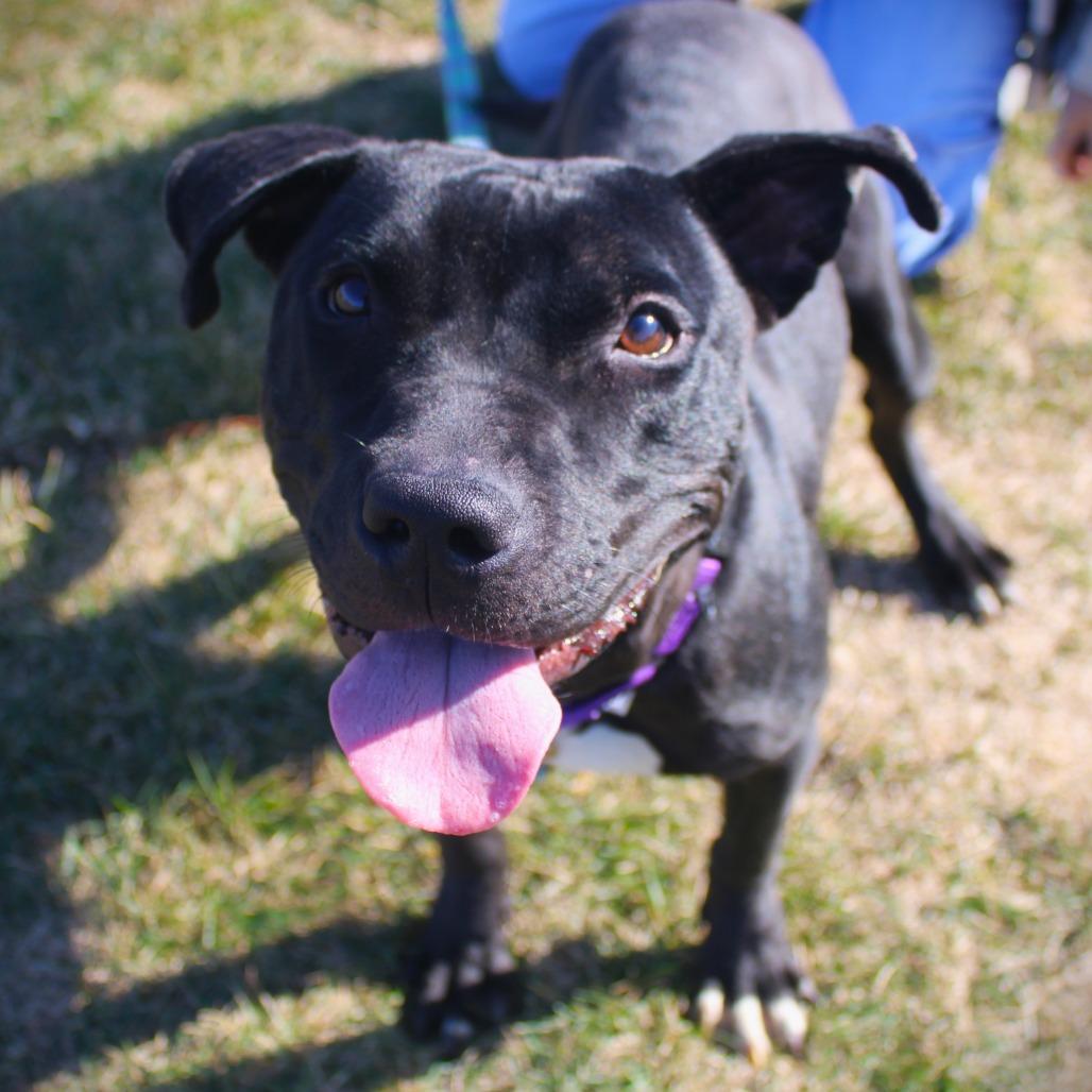 Enlarge Tara, a Adoptable Pit Bull Terrier in Champaign, IL image 6/6