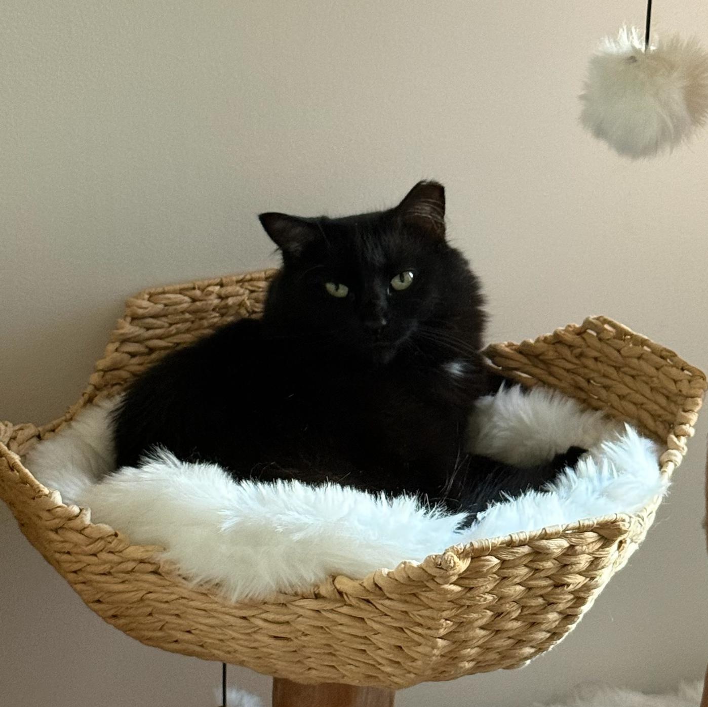 Cassis, ADOPTABLE, Young Female Domestic Long Hair.