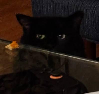 Enlarge Cassis, a ADOPTABLE Domestic Long Hair in brooklyn, NY image 3/5