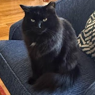 Cassis, ADOPTABLE, Young Female Domestic Long Hair.