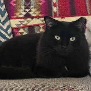 Cassis, ADOPTABLE, Young Female Domestic Long Hair.
