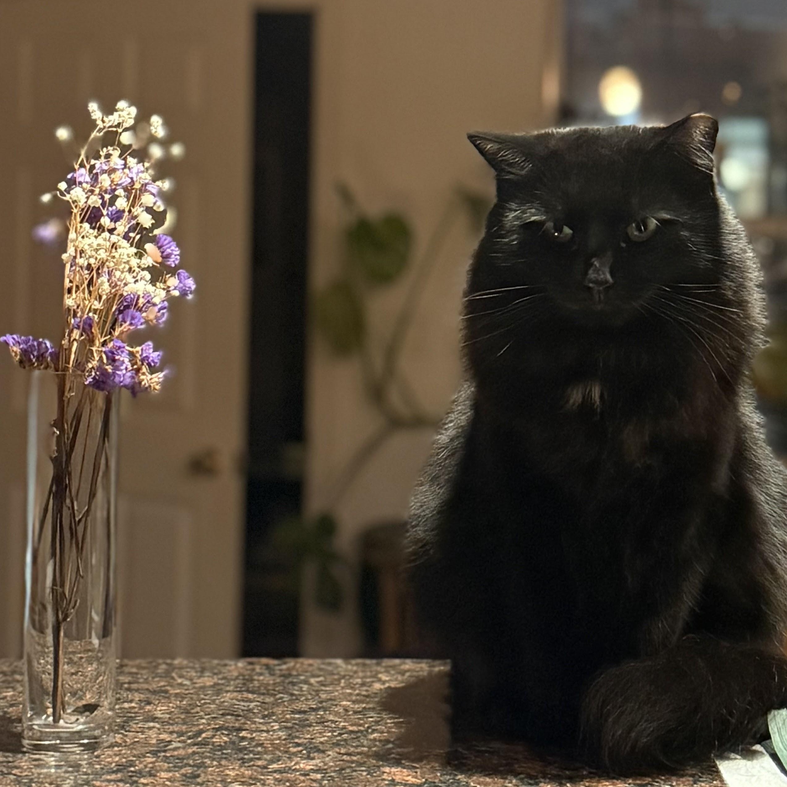 Enlarge Cassis, a ADOPTABLE Domestic Long Hair in brooklyn, NY image 1/5