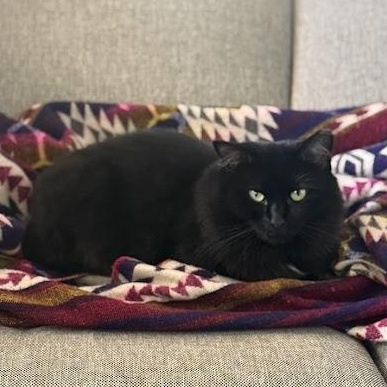 Enlarge Cassis, a ADOPTABLE Domestic Long Hair in brooklyn, NY image 2/5