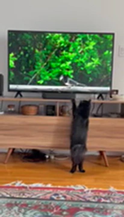 Enlarge Cassis, a ADOPTABLE Domestic Long Hair in brooklyn, NY video 6/6