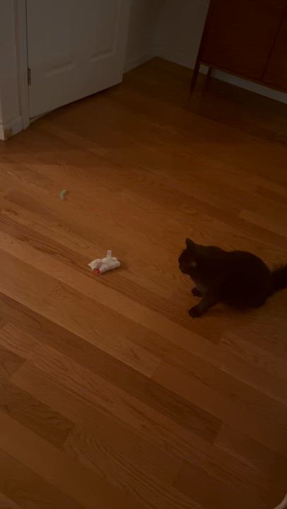 Enlarge Cassis, a ADOPTABLE Domestic Long Hair in brooklyn, NY video 5/5