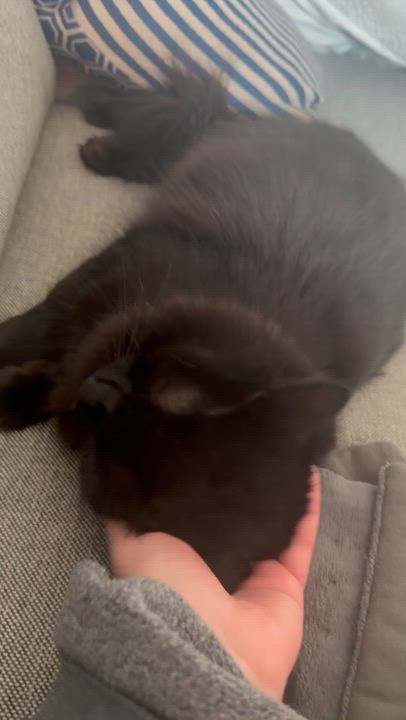 Enlarge Cassis, a ADOPTABLE Domestic Long Hair in brooklyn, NY video 2/5