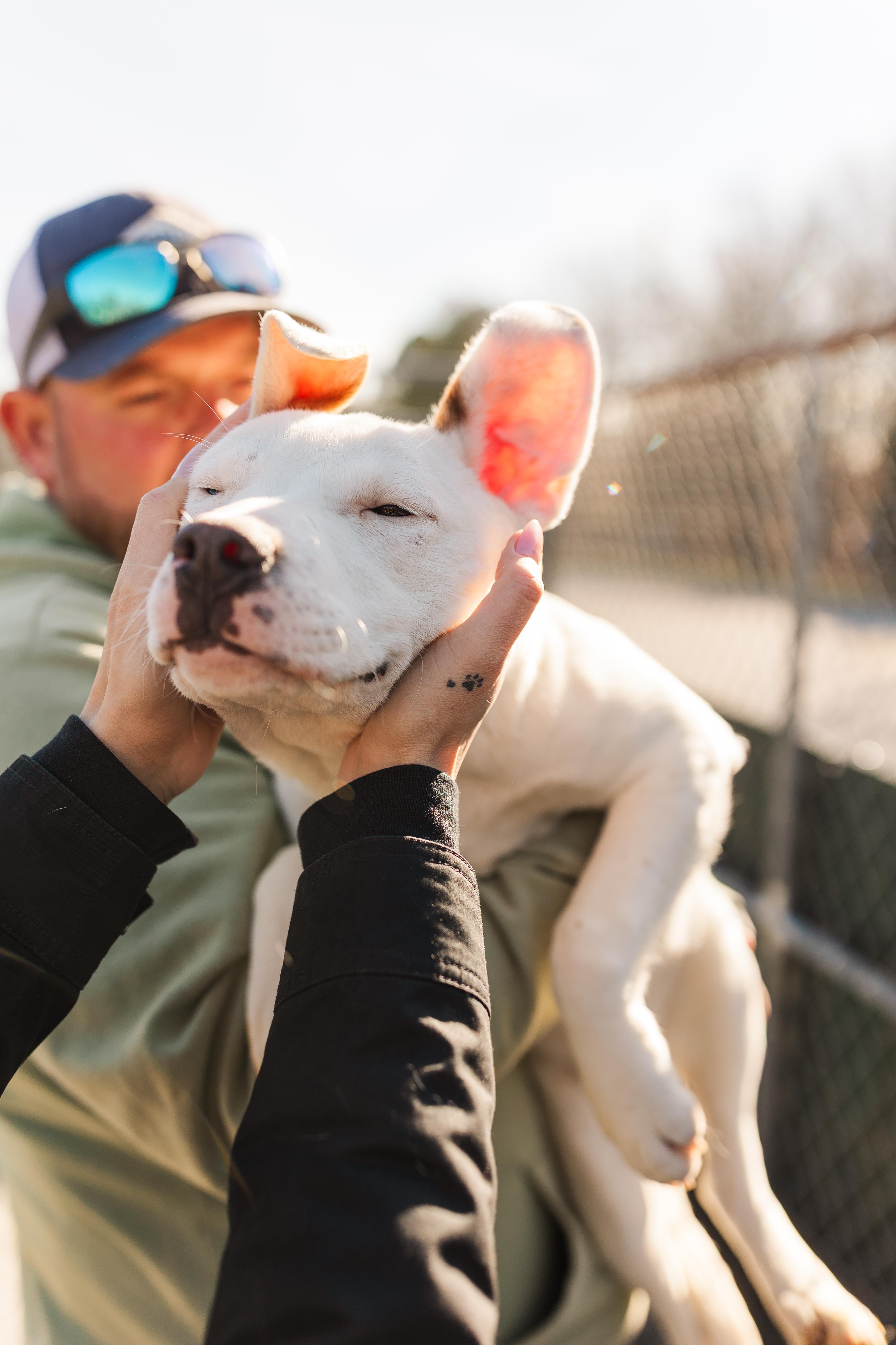 Enlarge Fannie, a Adoptable Mixed Breed in Manchester, TN image 3/3