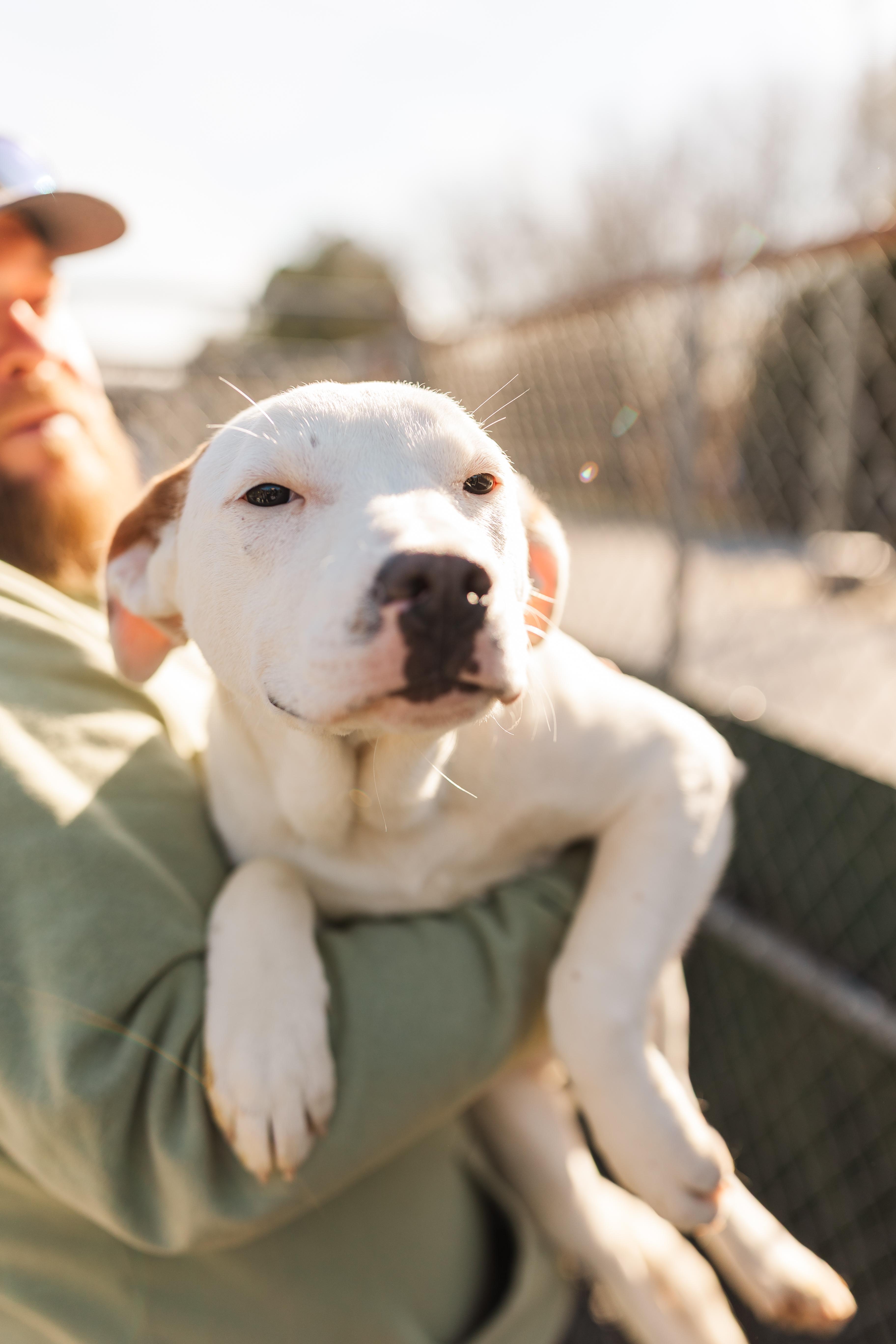 Enlarge Fannie, a Adoptable Mixed Breed in Manchester, TN image 2/3