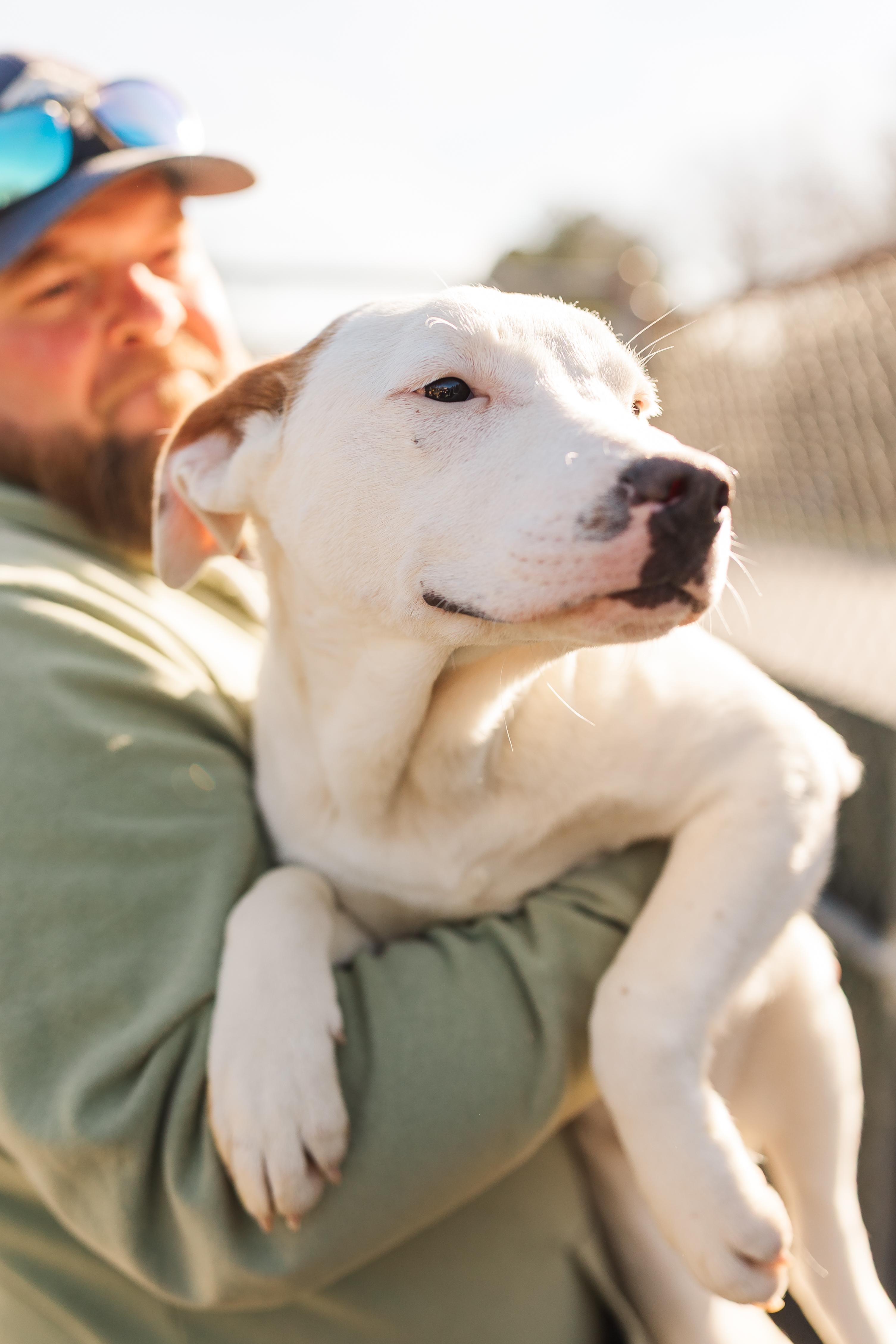 Fannie, Adoptable, Puppy Female Mixed Breed.