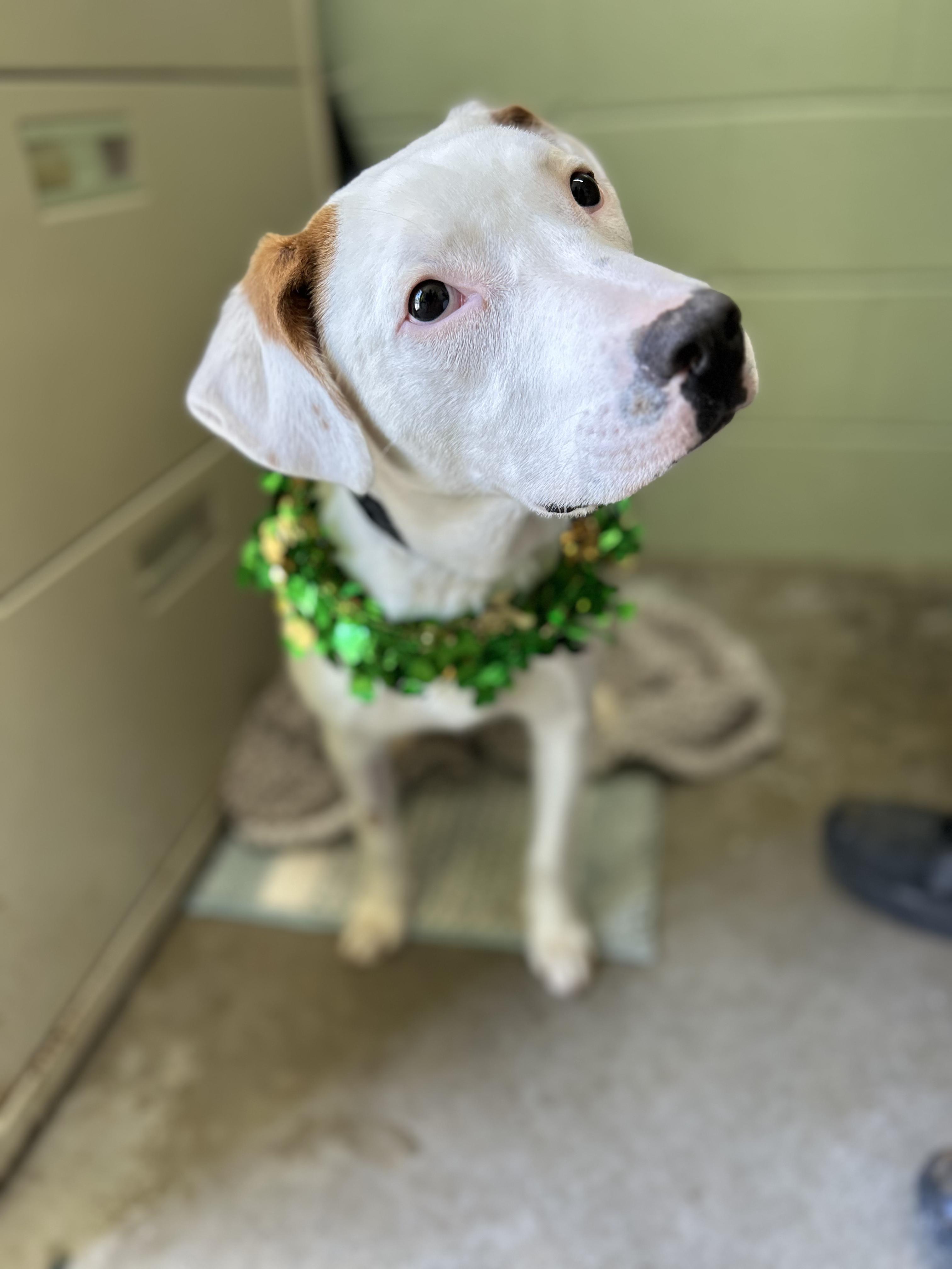 Fannie, an adopted Mixed Breed in Manchester, TN image 2/4