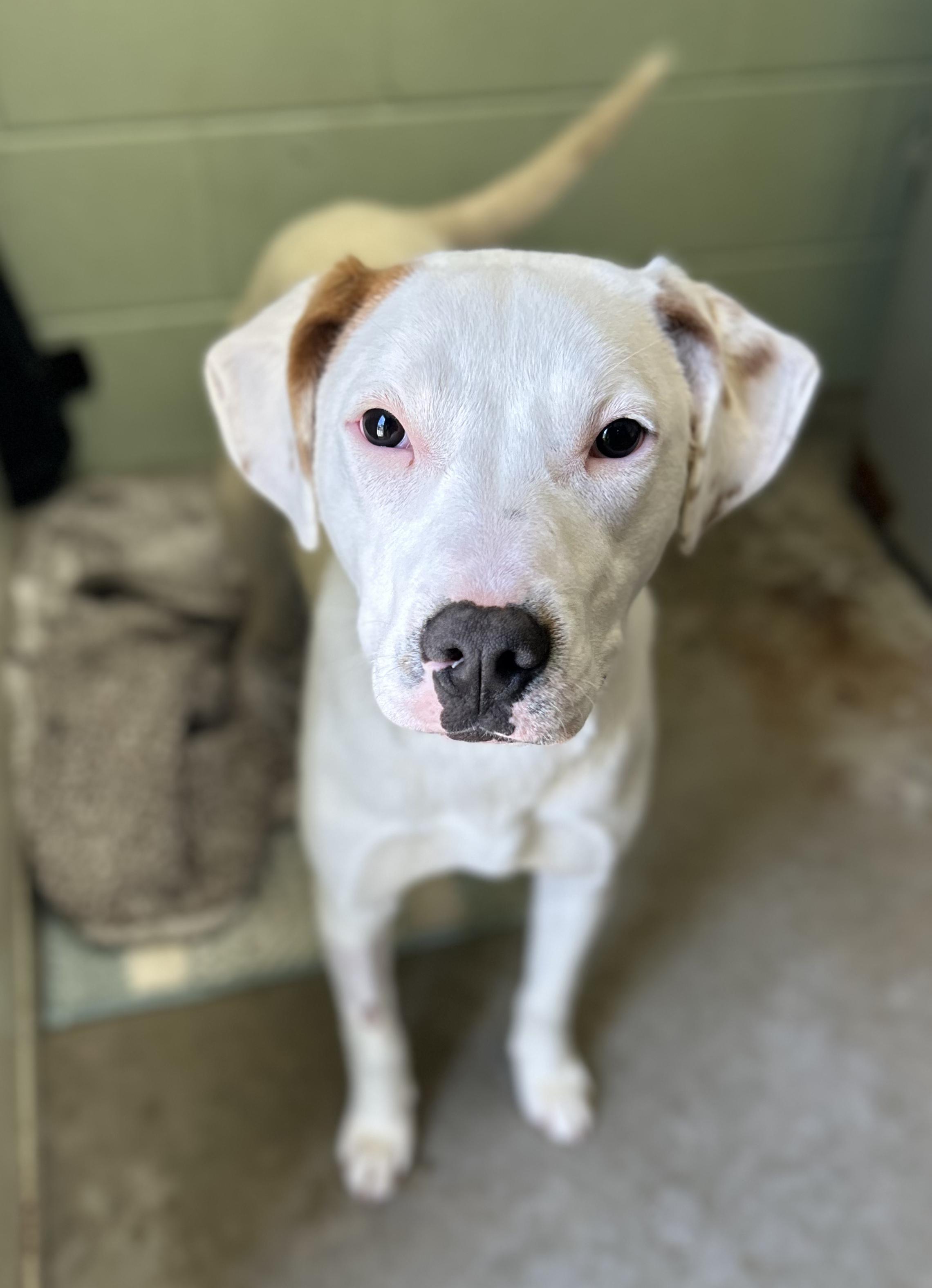 Fannie, an adopted Mixed Breed in Manchester, TN image 1/4