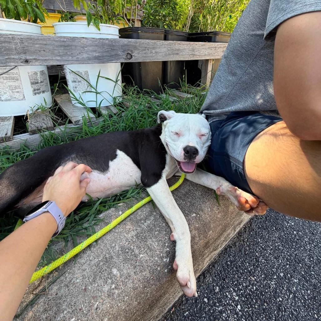 Enlarge Polly, a Adoptable American Staffordshire Terrier in Pittsburgh, PA image 1/5