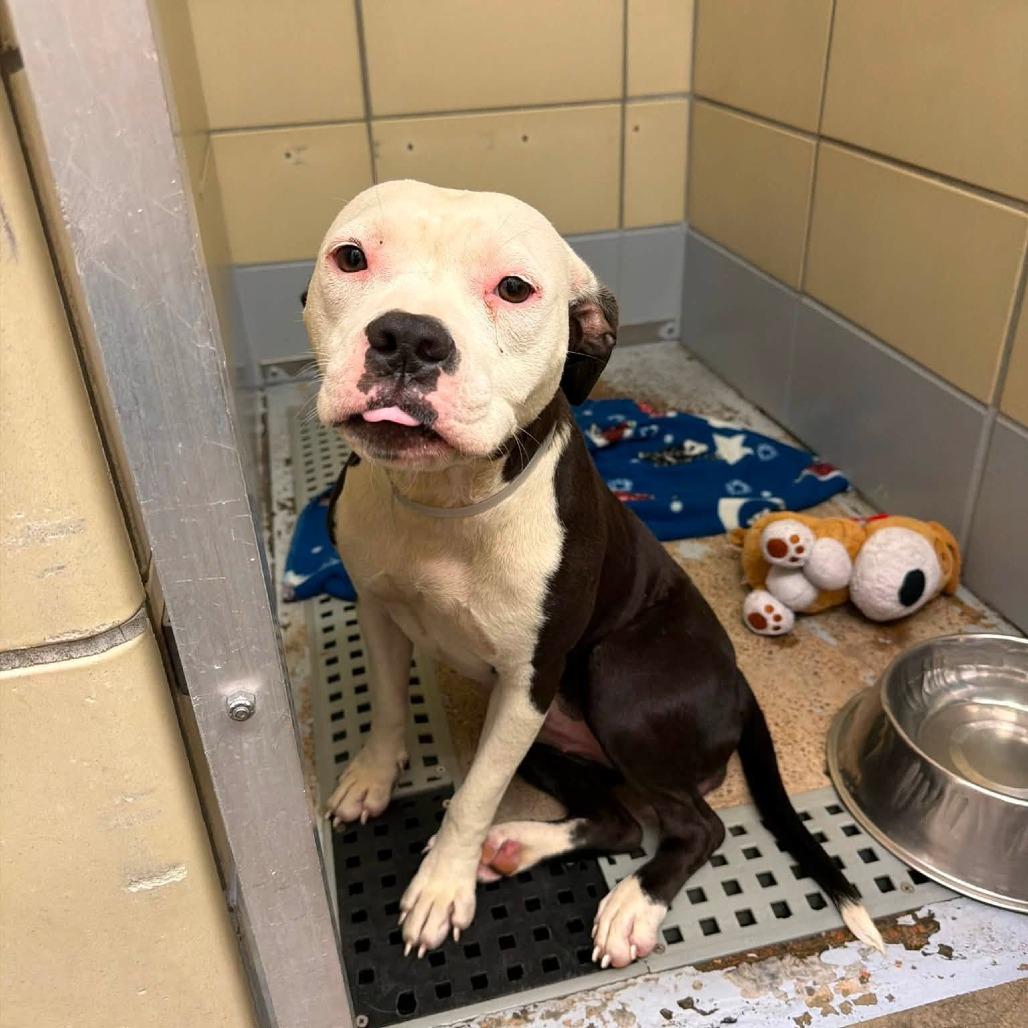 Enlarge Polly, a Adoptable American Staffordshire Terrier in Pittsburgh, PA image 2/5