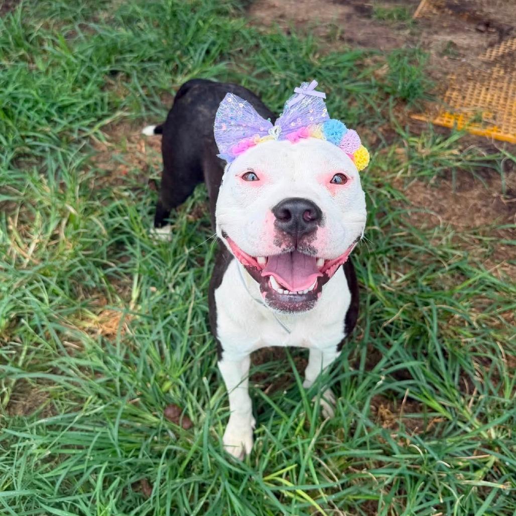 Enlarge Polly, a Adoptable American Staffordshire Terrier in Pittsburgh, PA image 3/5