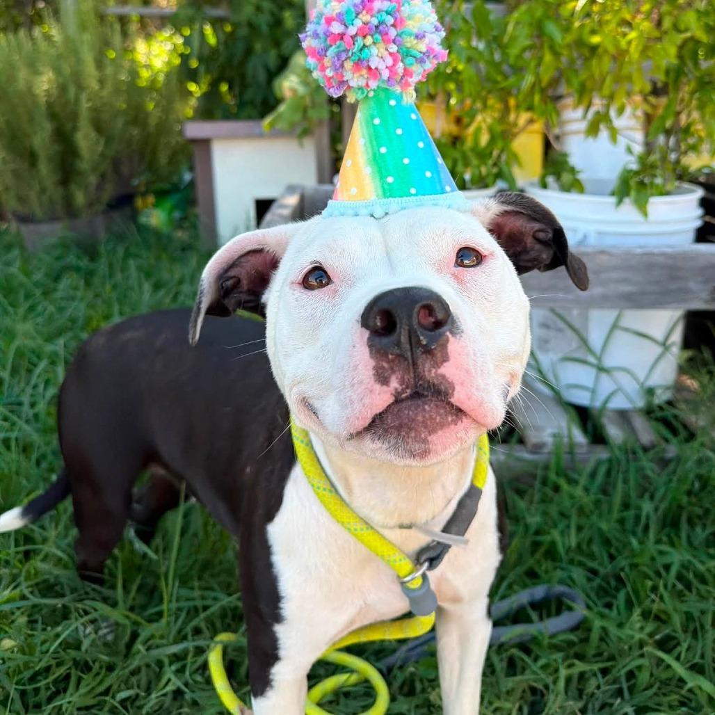 Enlarge Polly, a Adoptable American Staffordshire Terrier in Pittsburgh, PA image 4/5