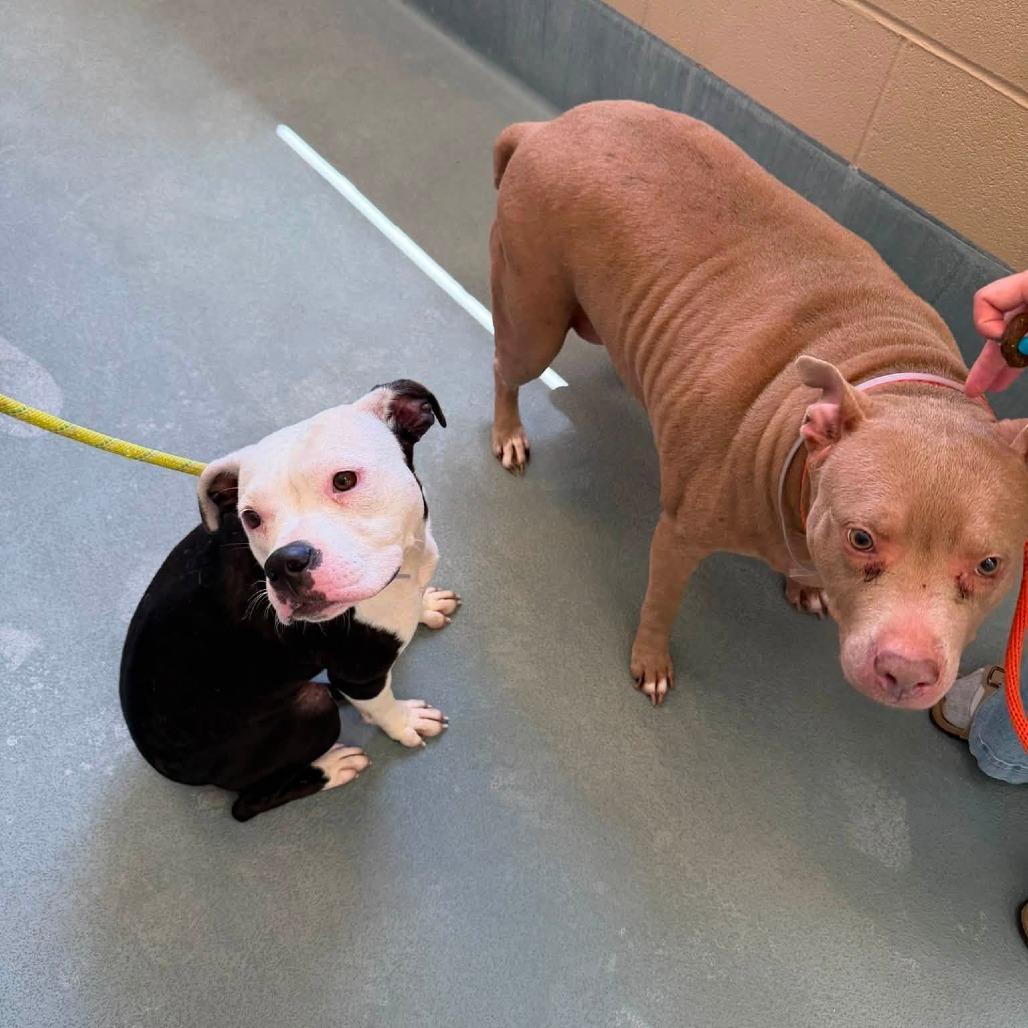 Enlarge Polly, a Adoptable American Staffordshire Terrier in Pittsburgh, PA image 5/5