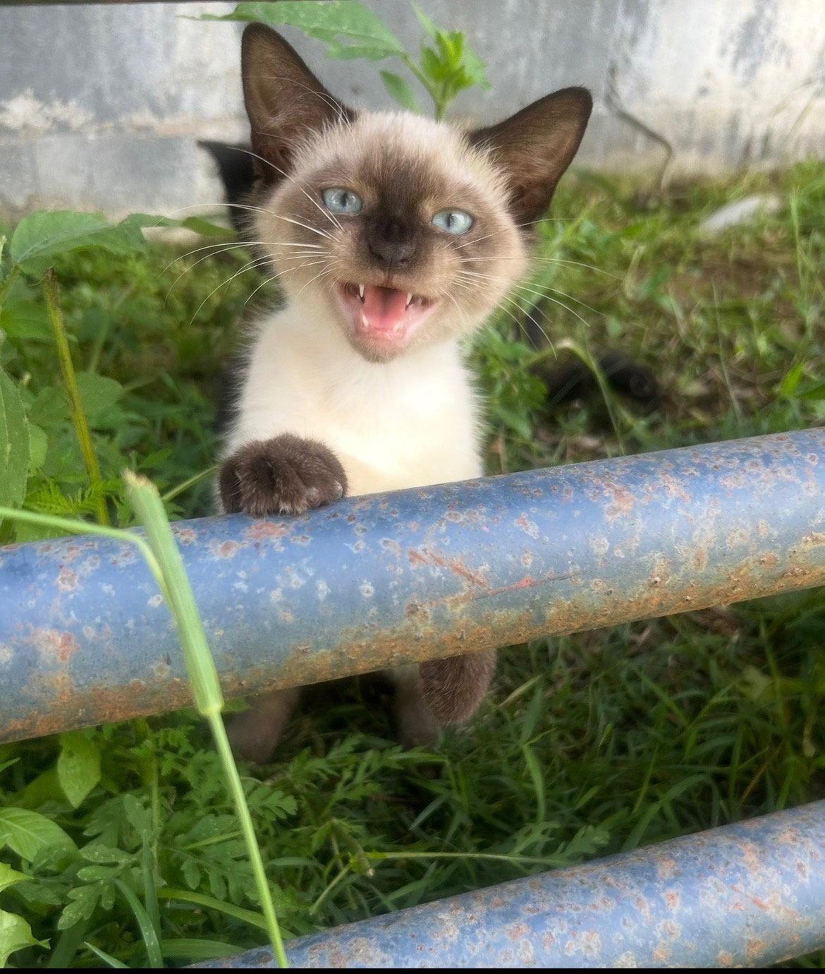 Mable, Adopted, Kitten Female Siamese.