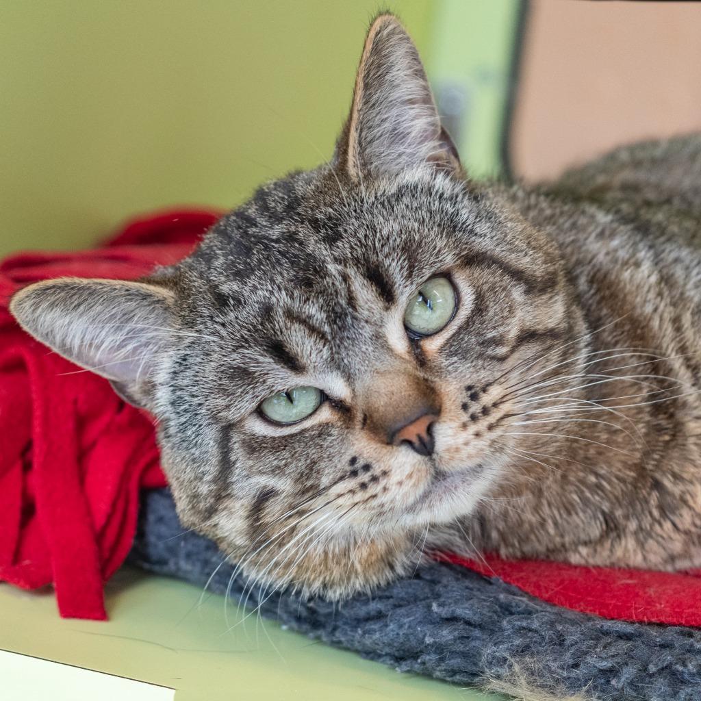 Brownie, a ADOPTABLE Domestic Short Hair in Pontiac, MI image 1/2