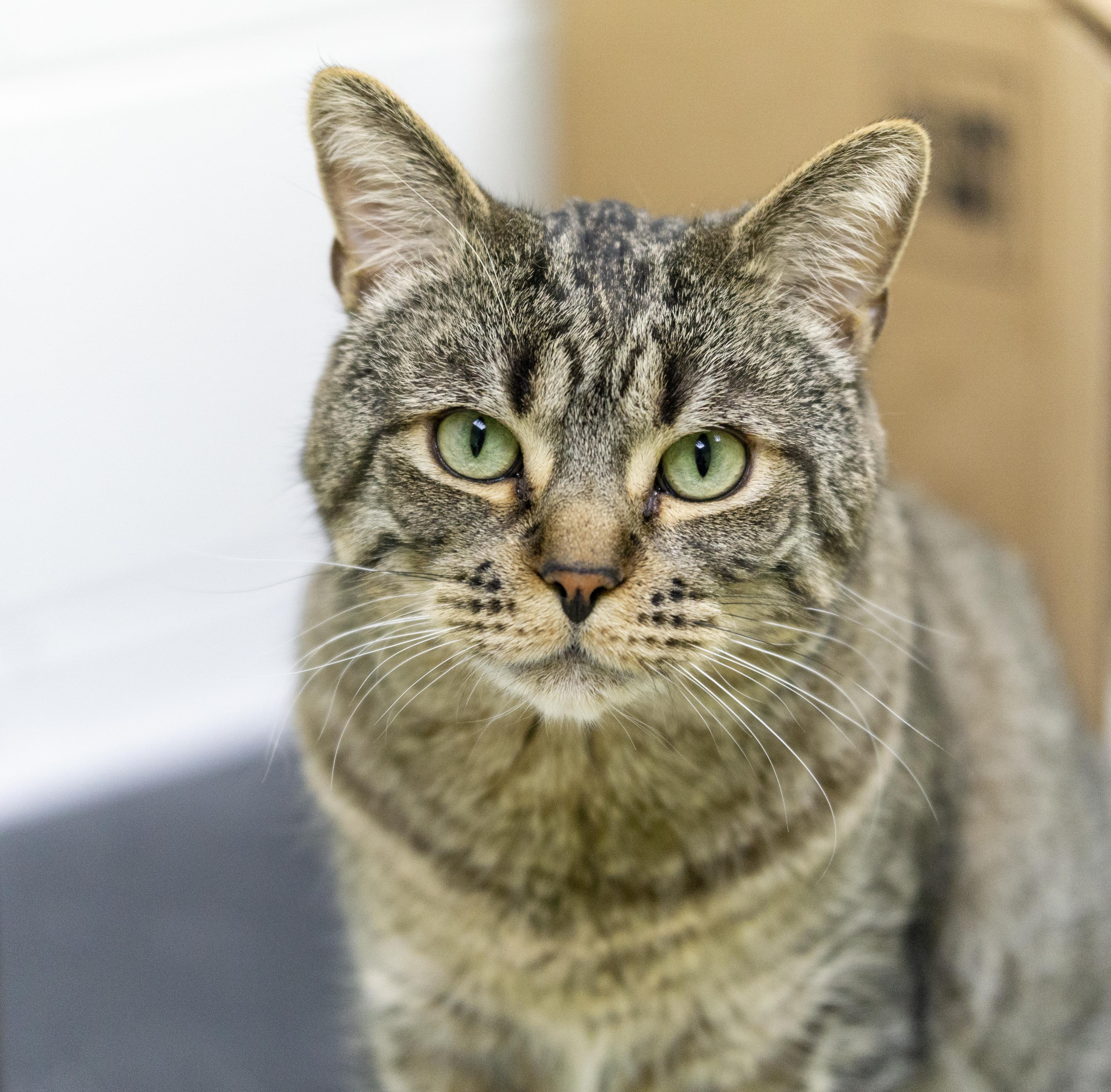 Brownie, a ADOPTABLE Domestic Short Hair in Pontiac, MI image 2/2