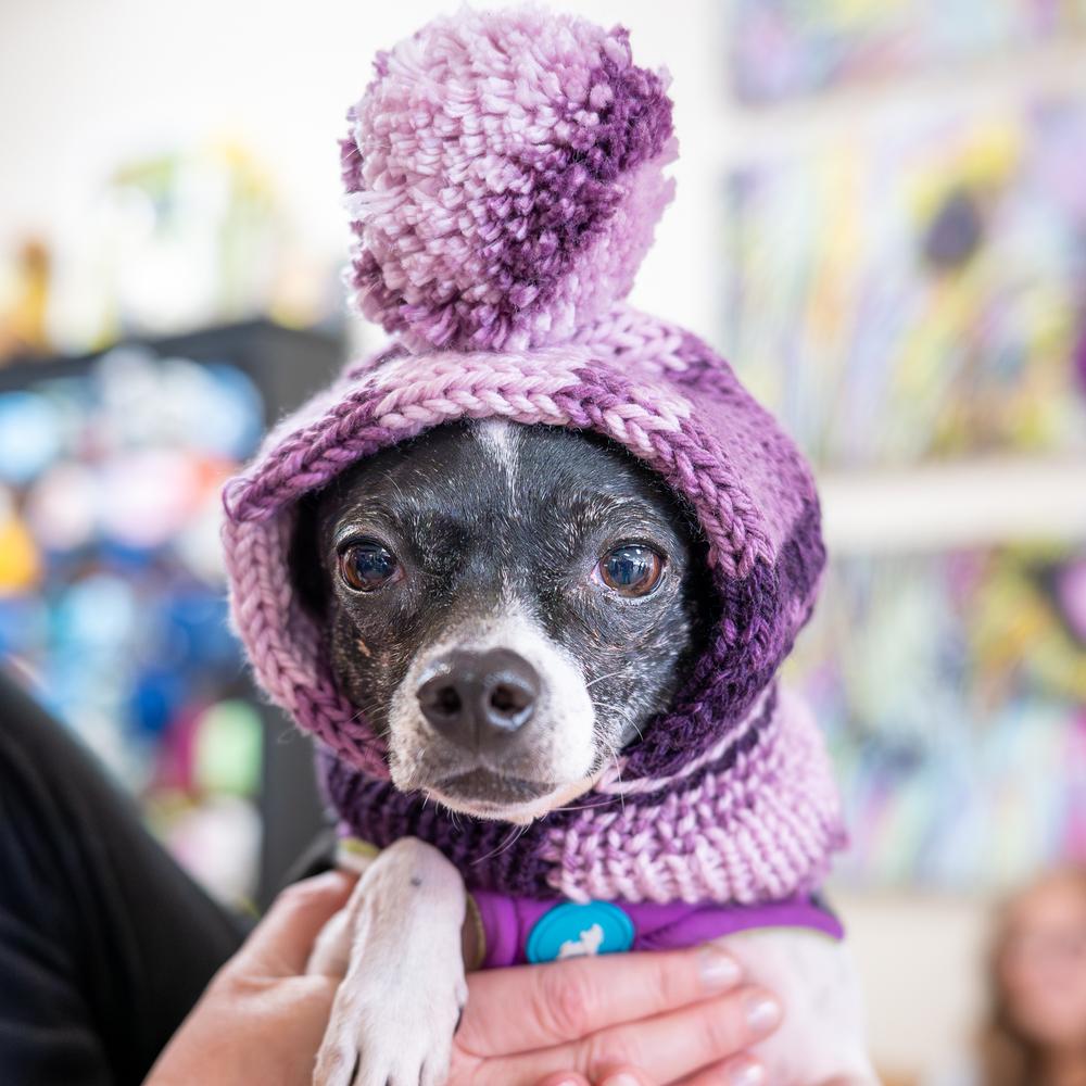 Betta Fish, Adoptable, Adult Female Chihuahua.