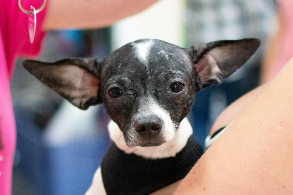 Enlarge Betta Fish, a Adoptable mixed breed in Mundelein, IL image 2/6