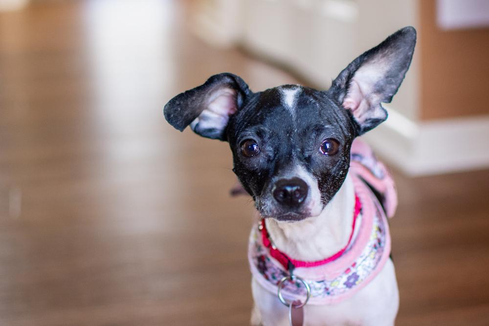 Enlarge Betta Fish, a Adoptable mixed breed in Mundelein, IL image 3/6