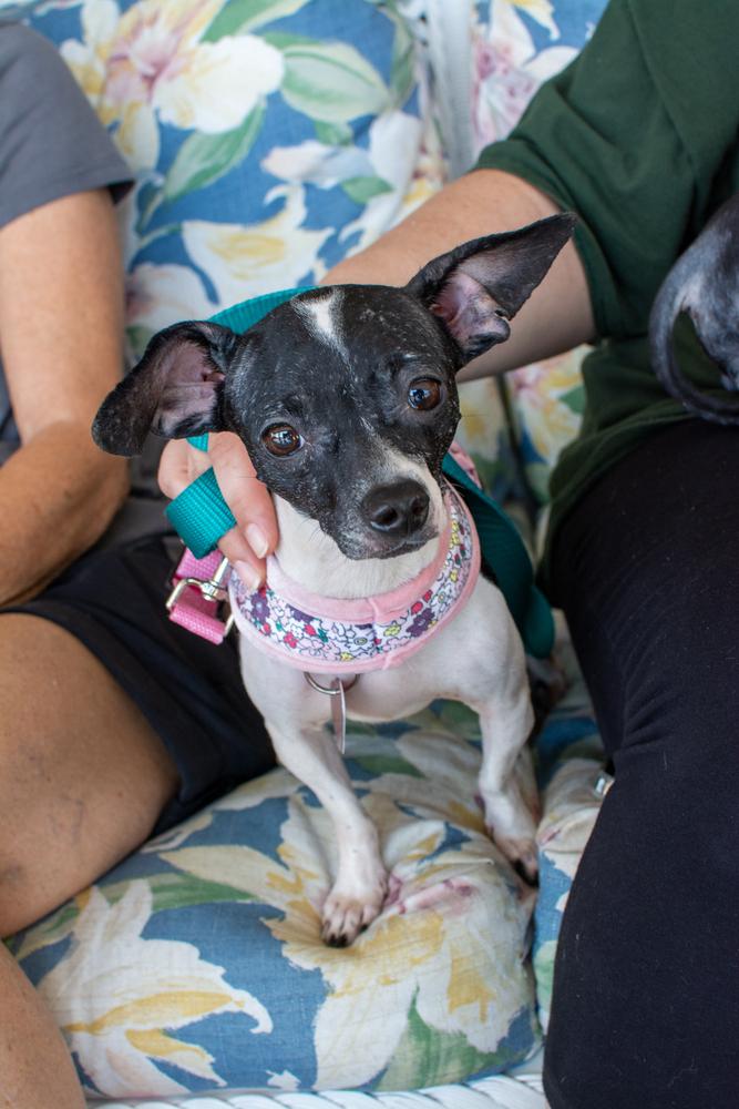 Enlarge Betta Fish, a Adoptable mixed breed in Mundelein, IL image 4/6