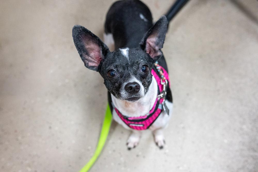 Enlarge Betta Fish, a Adoptable mixed breed in Mundelein, IL image 5/6