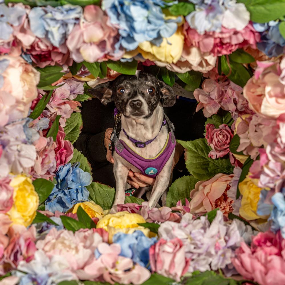 Enlarge Betta Fish, a Adoptable mixed breed in Mundelein, IL image 5/6