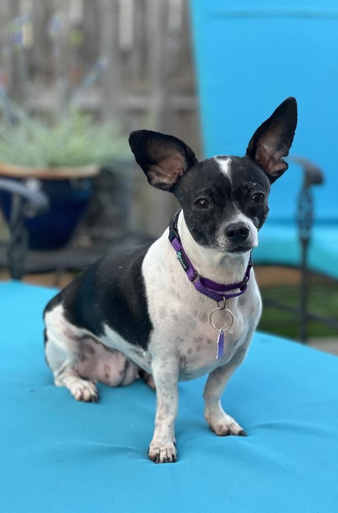 Enlarge Betta Fish, a Adoptable mixed breed in Mundelein, IL image 6/6