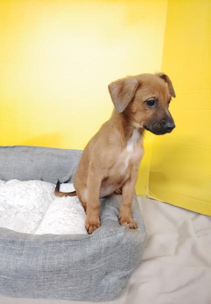 Caramel, Adoptable, Puppy Female Mixed Breed & Mixed Breed.