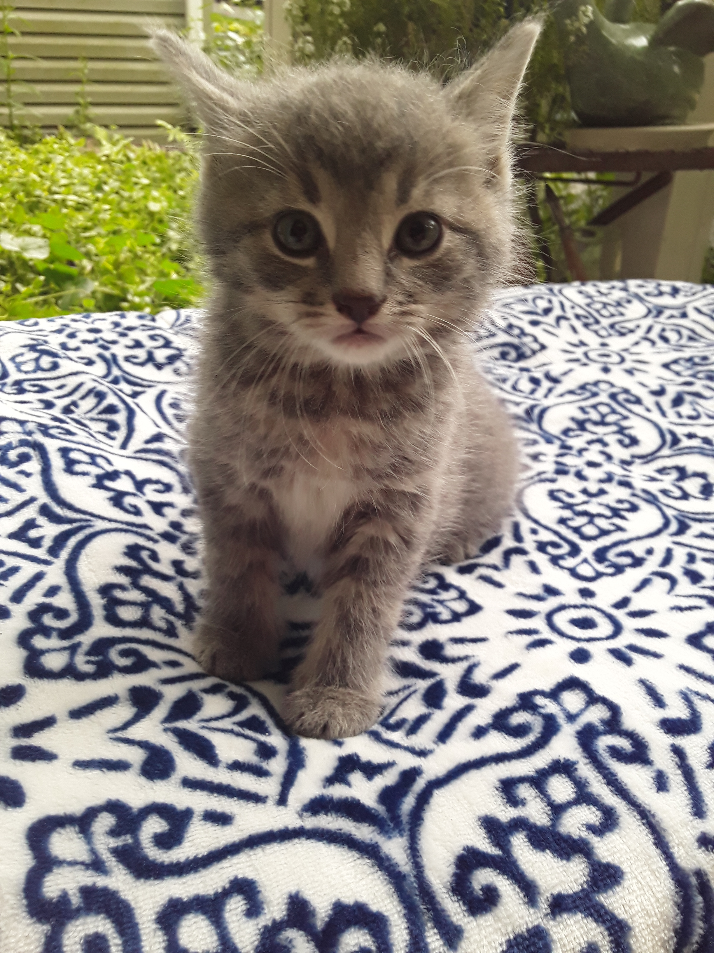 Hutch, Adopted, Kitten Male Domestic Short Hair.